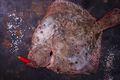 Flounder raw fish - PhotoDune Item for Sale