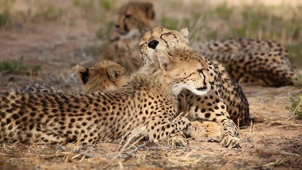 Cheetah Mother Grooming Cub