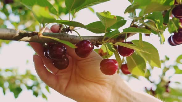 Picking cherries. The great harvest of mellow cherries. Young woman collects a sweet cherry.