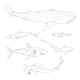 Vector Set of Sketch Sharks - GraphicRiver Item for Sale
