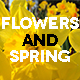 Daffodils In The Spring - VideoHive Item for Sale