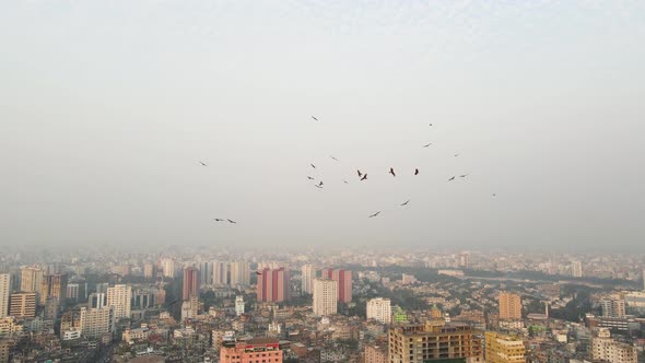 Group Of Black Birds Circling High Above Morning Cityscape In Asia. Slow Motion 4k