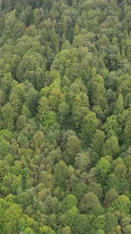 Aerial View of Trees in the Forest