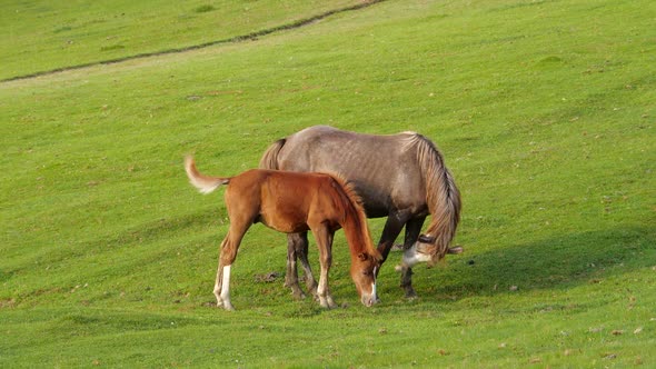 Horse in the Mountains