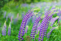 Lupine flowers in the wind - PhotoDune Item for Sale