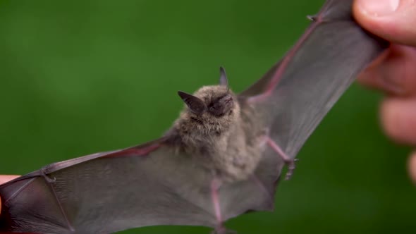 A Bat with Open Wings in the Hands of a Man