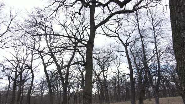 Aerial View of a Forest Without Leaves Slow Motion