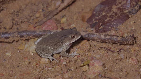 Asian Common Toad sitting on sandy ground near the river in jungle. Night safari in rainforest