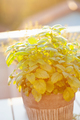 lemon balm (melissa) herb in flowerpot on balcony - PhotoDune Item for Sale