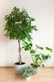 houseplants fittonia, monstera and ficus benjamina in flowerpots - PhotoDune Item for Sale