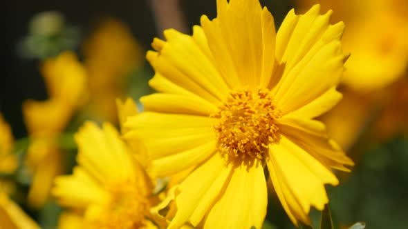 Beautiful Coreopsis auriculata yellow  sunflower family flower in the garden 4K 2160p 30fps UltraHD 