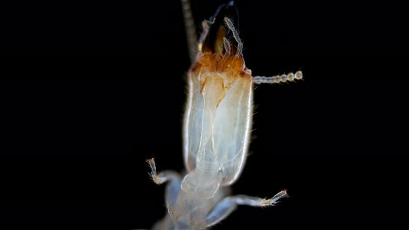 Termite (Isoptera) Reticulitermes Speratus Under a Microscope, Family Rhinotermitidae