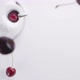 Cherries Falling Down to the Milk - VideoHive Item for Sale