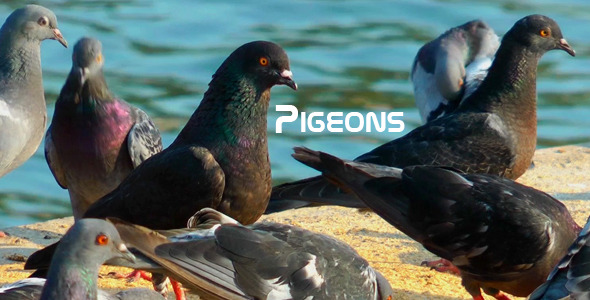 Pigeons