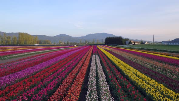 Aerial drone view of tulip flowers fields growing in rows of crops.