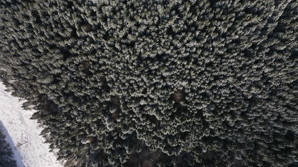 Top Aerial View from Above Frozen Trees. Flyover White Snowy Conifer Woods