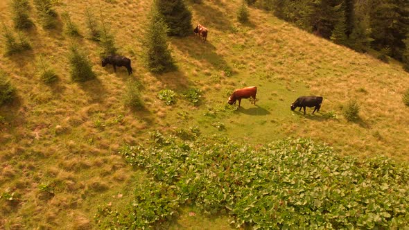 Cows Grazing on Mountains Pasture on a Summer Day