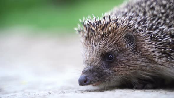 Hedgehog in Green Grass Goes or Crawls