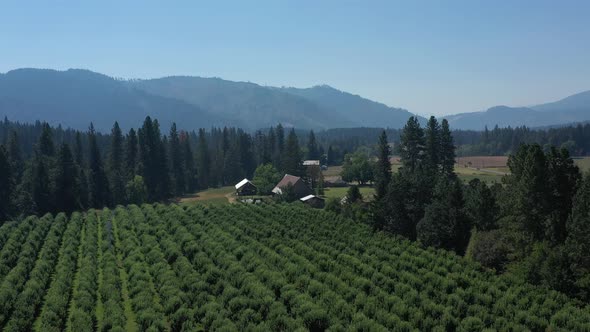 Aerial flying above apple tree orchard toward an old barn in the state of Washington.