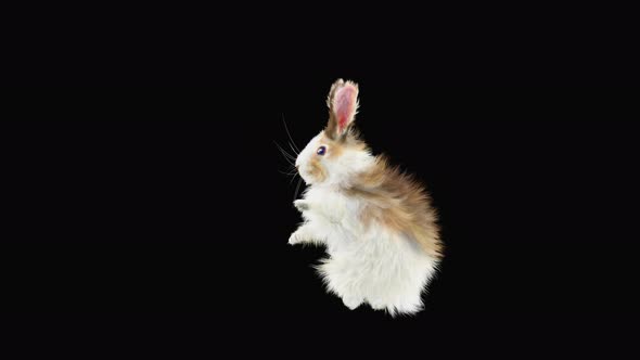 Rabbit Dancing 4K