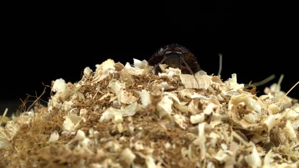 Cockroach Crawls To the Top of the Sawdust. Black Background