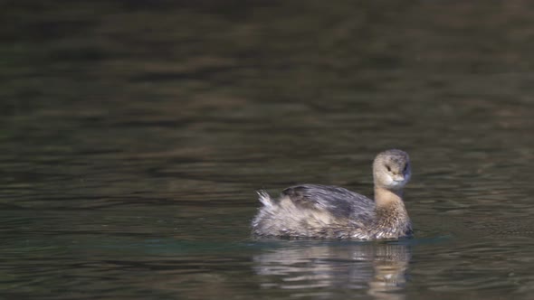 Close-up of least grebe swimming and diving in dark wavy water