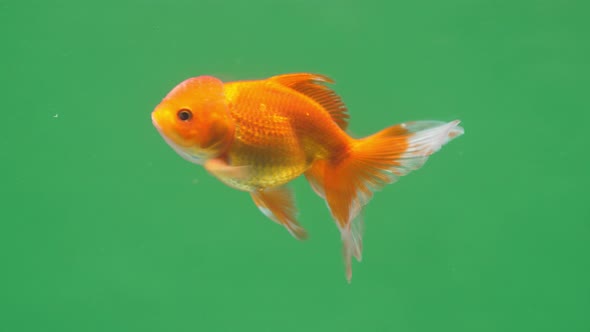 Gold Fish On Green Screen Background