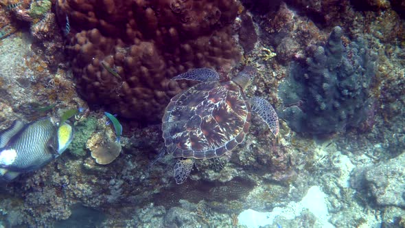 Hawksbill Sea Turtle Glides in Blue Ocean on the Background of Coral Reefs