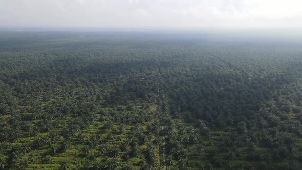 Aerial View of The Palm Oil Estates