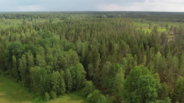 Drone flying over forest in south east Sweden summertime. Småland