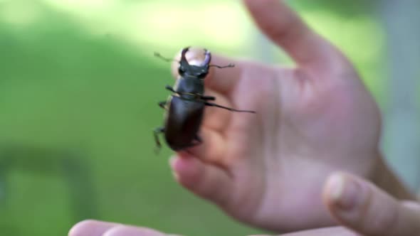 Beetle is Crawling Along the Human Hand