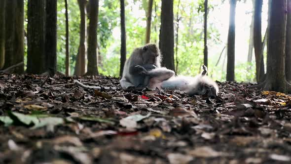 Monkey jungle in bali