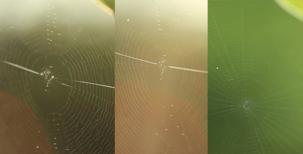 Spider Web Slider Shot Pack 2 (3-Pack)