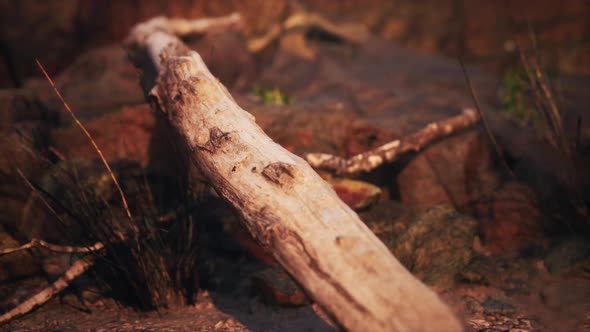 Dry Dead Tree Branches and Mountain Ridge