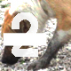 Barking Dog