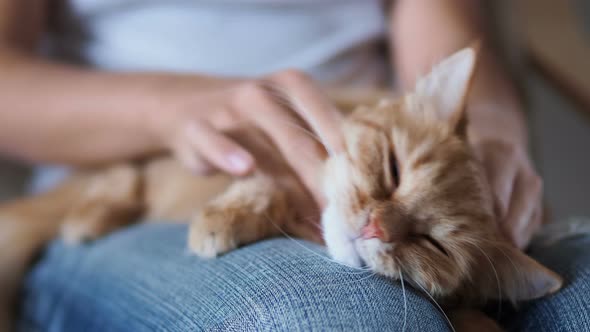 Cute Ginger Cat Sleeping on Knees. Fluffy Pet Dozing , Woman in Torn Jeans Strokes Her Pet. Cozy