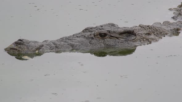 Crocodile floating and swimming in the river