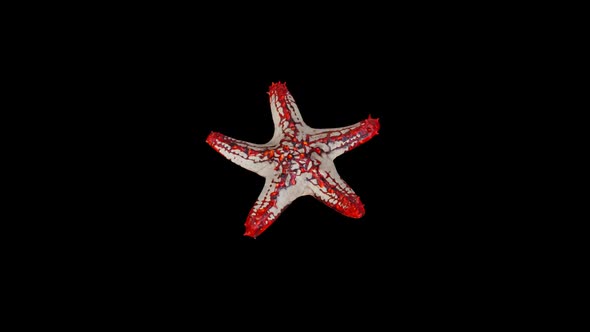 Red Starfish