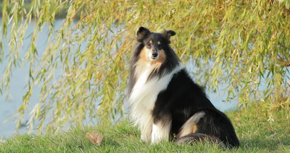 Tricolor Rough Collie Funny Scottish Collie Longhaired Collie English Collie Lassie Dog Posing