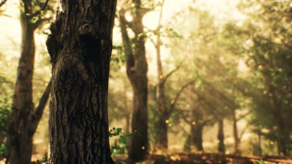 Rays of Sunlight in a Misty Forest in Autumn alt