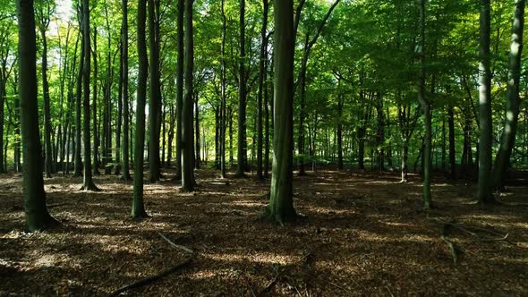 Drone flight between trees in forest. Magical aerial smooth view of green forest in late summer