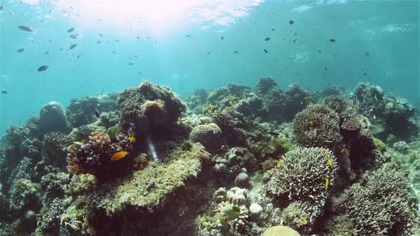 Coral Reef with Fish Underwater