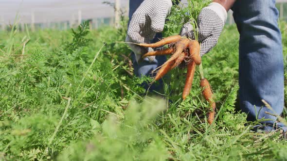 Video of hands of african american man wearing gloves and picking carrots