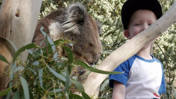 Young boy smiles at the camera while a sleepy Koala sits in a gum tree at a wildlife sanctuary.