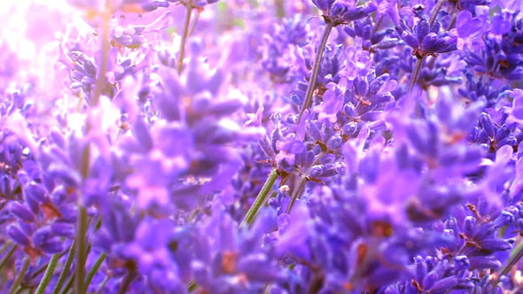 Lavender Field Close Up