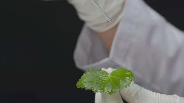 Closeup Liquid Drips on Green Plant Leaf in Scientist Hand Black Background