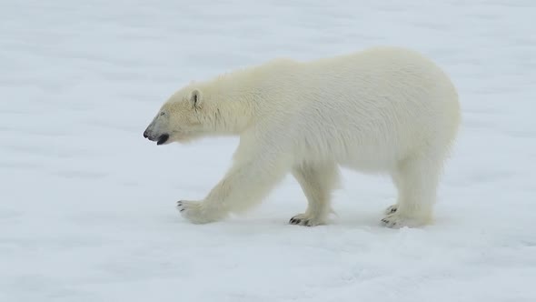 Polar Bear Walking in an Arctic