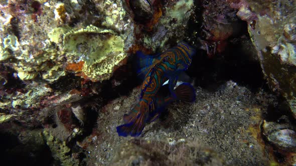 two mandarin fish at night dive