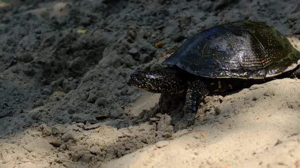 Turtle Crawls on the Sand to the Water in Summer Slow Motion