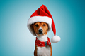 Beautiful dog wering christmas costumes - PhotoDune Item for Sale
